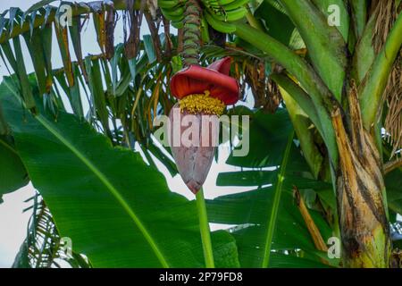 banane verdi immature e cuore di banana ancora appeso all'albero Foto Stock