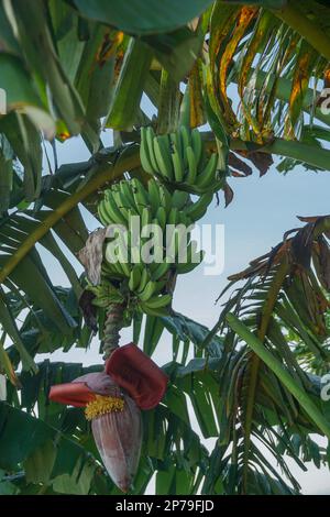 banane verdi immature e cuore di banana ancora appeso all'albero Foto Stock
