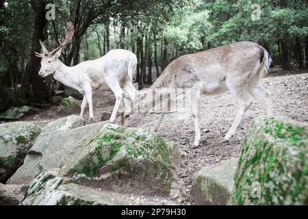 Scena di due daini, un buck bianco e una femmina del cervo marrone chiaro, visto da un lato in un legno. Foto Stock