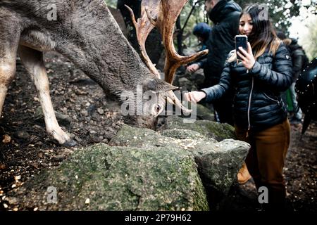 Una ragazza nutre un capriolo semi-selvaggio del daino mentre prende la relativa foto con il suo telefono. Foto Stock