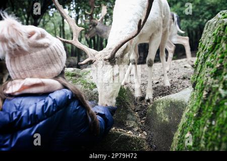 Una giovane ragazza nutre un capriolo bianco semi-selvaggio colorato di daino dalle sue mani. Foto Stock