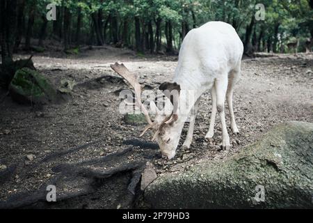 Un capriolo bianco (leucistico) colorato di daino. Foto Stock