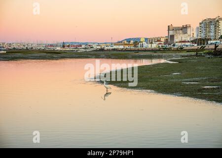 Uccelli nelle acque di Ria Formosa con città di Faro come sfondo, Algarve, Portogallo Foto Stock