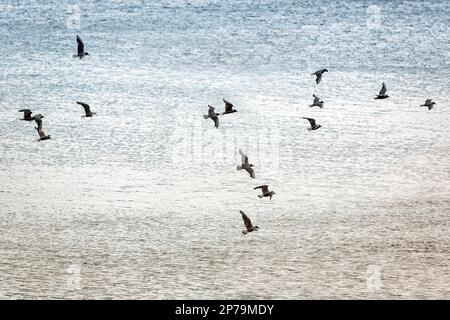 Gregge di gabbiani che volano sul Mare del Nord, nello Yorkshire, in Inghilterra, in Gran Bretagna Foto Stock