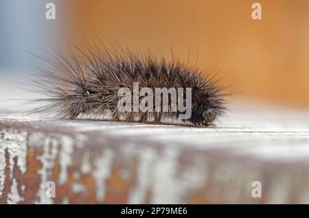 Tigre di rubino (Phragmatobia fuliginosa), bruco, farfalla, falena, peloso, marrone, macro, primo piano del bruco peloso e marrone dell'orso della cannella Foto Stock