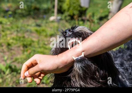 Attenzione cane mordente, vecchio cane pastore tedesco mordente un uomo, Muensingen, Baden-Wuerttemberg, Germania Foto Stock
