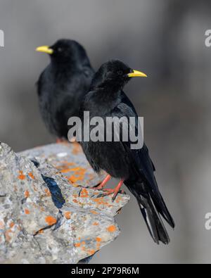 Graculi alpini (graculus di Pyrhocorax), su una roccia ricoperta di licheni, Vallese, Svizzera Foto Stock