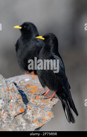 Graculi alpini (graculus di Pyrhocorax), su una roccia ricoperta di licheni, Vallese, Svizzera Foto Stock