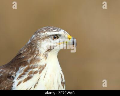 Poiana steppa comune (Buteo buteo) variante leggera, morfo chiaro, ritratto animale, Siegerland, Renania settentrionale-Vestfalia, Germania Foto Stock