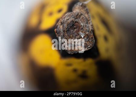 Banana matura dettaglio. Messa a fuoco selettiva. Banana con macchie scure. Sfondo sfocato. Foto Stock