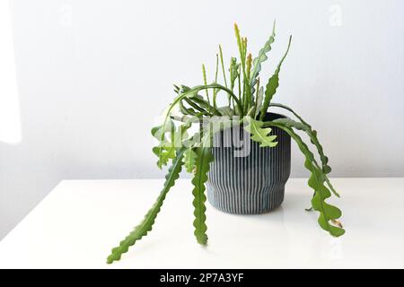 Epiphyllum anguliger, detto anche cactus a spina di pesce, è una pianta domestica con foglie verdi a zig zag. Pianta isolata su fondo bianco, in una pentola blu. Foto Stock