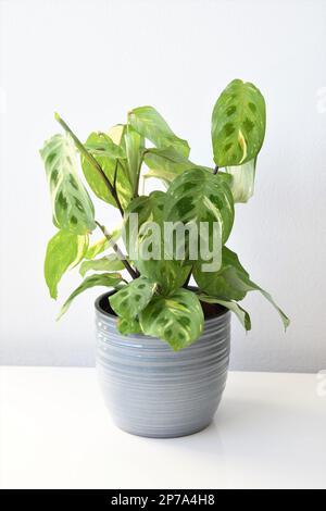 Maranta leuconeura kerchoveana variagata, pianta di preghiera in vaso grigio, isolata su fondo bianco. Pianta da casa tropicale variegata con foglie verdi. Foto Stock