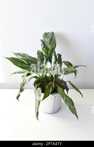 Diamante Spathiphyllum, giglio di pace variegato, pianta di casa isolata su sfondo bianco. Orientamento verticale. Foto Stock