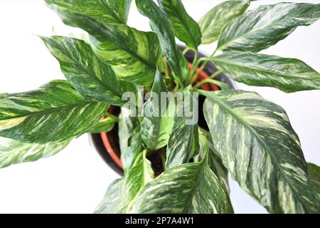 Primo piano del diamante di Spathiphyllum, giglio variegato di pace, pianta di casa isolata su uno sfondo bianco. Orientamento orizzontale, preso dall'alto. Foto Stock