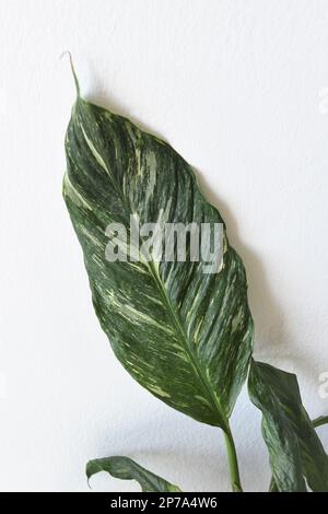 Singola foglia di diamante di Spathiphyllum, giglio variegato di pace, pianta di casa isolata su uno sfondo bianco. Orientamento verticale. Foto Stock