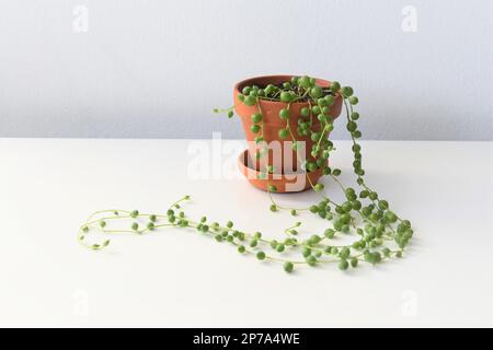 Senecio rowleyanus, corde di perle, piante da casa vining con foglie verdi rotonde in pentola di terracotta. Isolato su sfondo bianco, in paesaggio. Foto Stock