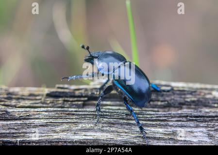 Foresta sterco coleottero su un legno morto Foto Stock