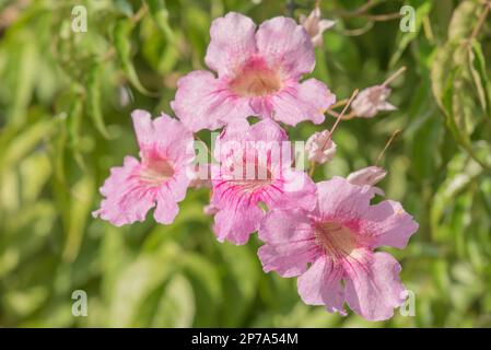 Vite tromba rosa in piena fioritura Foto Stock