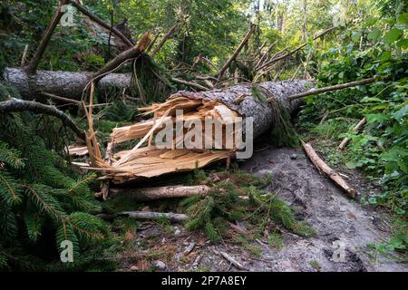 Grande albero della foresta strappato a metà dopo una tempesta massiccia. Grandi schegge, d'estate di giorno, nessuna gente. Europa. Foto Stock