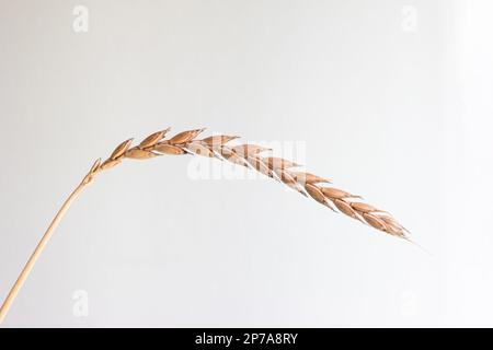 Macchietto di grano maturo marrone dorato primo piano macrofone isolato su sfondo bianco. Foto Stock