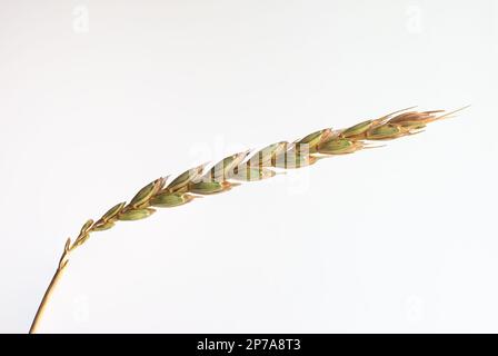 Macchietto di grano maturo marrone dorato primo piano macrofone isolato su sfondo bianco. Foto Stock