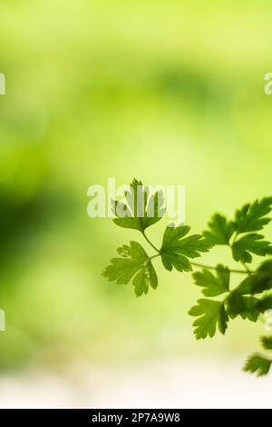 Fresco verde in vaso prezzemolo ramoscello e foglie primo piano tiro profondità poco profonda del campo fogliame giallo fondo. Foto Stock
