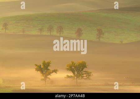 Splendidi campi moravi con viali di alberi avvolti nella nebbia mattutina. Repubblica Ceca, Moravia, Repubblica Ceca, Europa Foto Stock