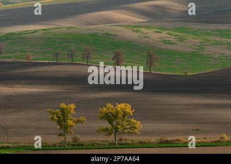 Splendidi campi moravi con viali di alberi avvolti nella nebbia mattutina. Repubblica Ceca, Moravia, Repubblica Ceca, Europa Foto Stock