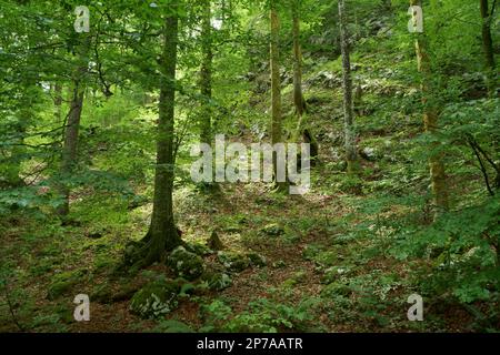 Faggi (Fagus sylvatica) alberi sovrascolati di muschio e lichene su un pendio in una foresta di montagna con rocce e massi. Slovenia, Ukanc, Triglav Foto Stock