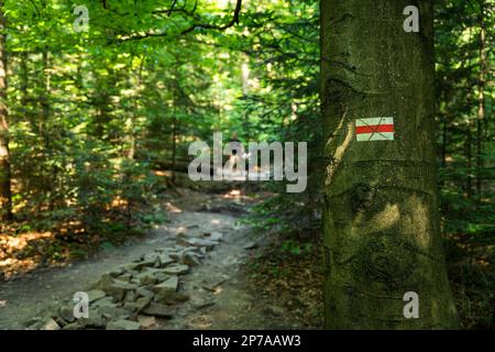 Marcatura rossa del sentiero escursionistico, dipinta su un albero vagando turisti sullo sfondo. Montagne polacche, Polonia, Europa Foto Stock