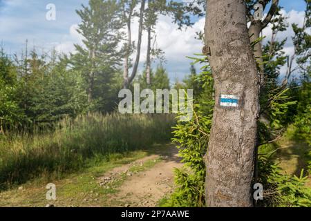 Segnando il sentiero in blu, dipinto con vernice su un albero montagne polacche, Polonia, Europa Foto Stock