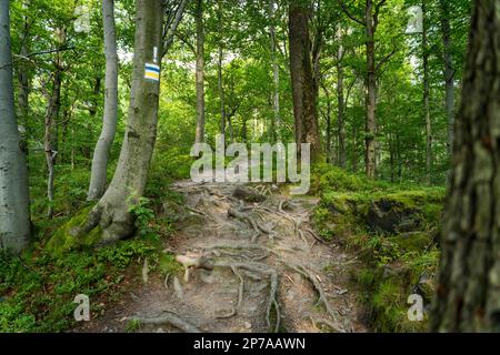 Marcatura del sentiero in giallo e blu, dipinta su un albero montagne polacche, Polonia, Europa Foto Stock