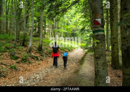 Marcatura verde del sentiero escursionistico, dipinta su un albero vagando turisti sullo sfondo. Montagne polacche, Polonia, Europa Foto Stock