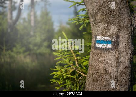 Segnando il sentiero in blu, dipinto con vernice su un albero montagne polacche, Polonia, Europa Foto Stock