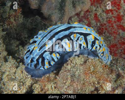 Veiny varicose Wart Slug (Phyllidia varicosa), sito di immersione del Parco Nazionale del Golfo di Sodwana, Maputaland Marine Reserve, KwaZulu Natal, Sudafrica Foto Stock