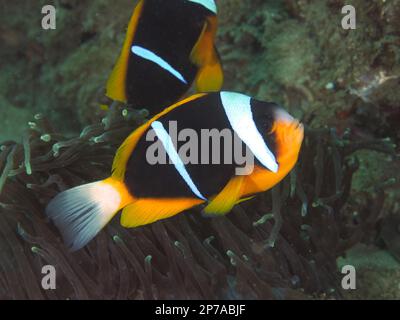 Pesci pagliaccio di Allards (Amphiprion allardi), Parco Nazionale della Baia di Sodwana, Riserva Marina di Maputaland, KwaZulu Natal, Sudafrica Foto Stock