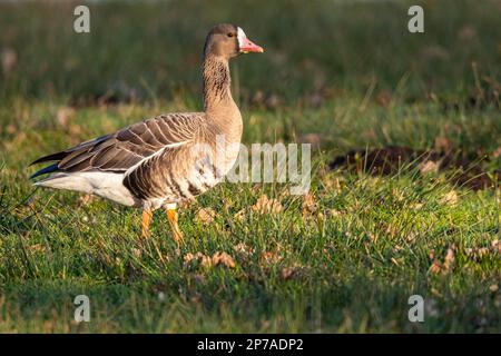 Grande oca bianca (Anser albifrons), Lago Duemmer, Huede, bassa Sassonia, Germany Foto Stock