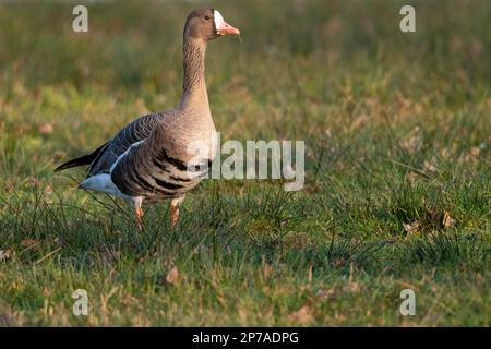 Grande oca bianca (Anser albifrons), Lago Duemmer, Huede, bassa Sassonia, Germany Foto Stock