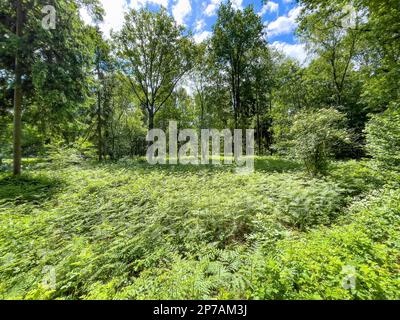 Felci Fern della foresta Female felce lady felce (Athyrium filix-femina) cresce in radura nella foresta mista, Nord Reno-Westfalia, Germania Foto Stock