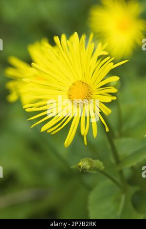 Doronicum caucasicum 'piccolo Leone' fiore giallo Bane del leopardo, Doronicum orientale Foto Stock
