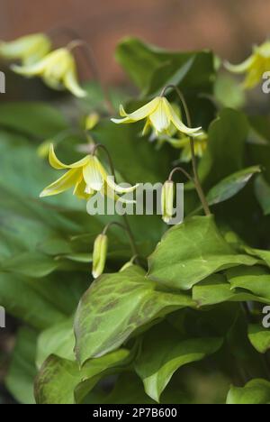 Erythronium 'Pagoda' dente del cane fiori gialli viola Foto Stock