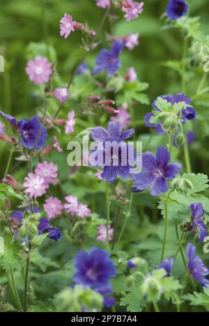 Geranio x magnificum piccoli fiori viola e rosa in giardino di campagna confine Foto Stock