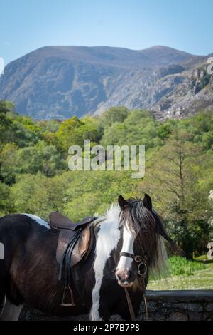 La vita quotidiana in Irlanda Foto Stock