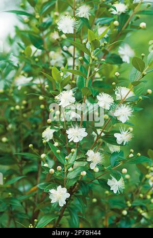 myrtle communis fiori di stella bianca fragranti Foto Stock