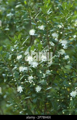 myrtle communis fiori di stella bianca fragranti Foto Stock