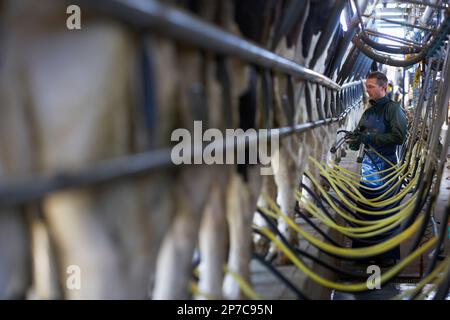 Pastore che mette le unità del grappolo su una linea delle mucche in un salotto/capannone del 80/40 della spina di pesce. Mostra le linee di mungitura. Latticini vacche Holstein/Friesian. Nuova Zelanda Foto Stock