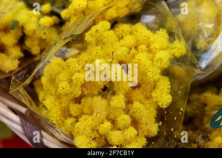 Mazzo di mimose da regalare alle donne in occasione della Festa della Donna Foto Stock