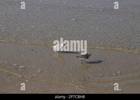 Sanderling (Calidris alba) sulla spiaggia durante la bassa marea a Sankt peter ording, Mare del Nord - Germania Foto Stock