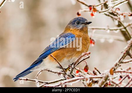 Bluebird orientale - Sialia sialis Foto Stock