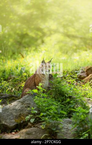 Lynx eurasiatica, Lynx lynx è un gatto di medie dimensioni seduto dietro rocce e piante verdi. Foto verticale con animali selvatici, protezione degli animali. Foto Stock